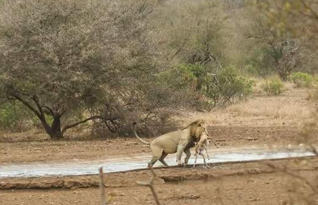 小鹿在河边喝水看见狮子这反应，狮子看后笑了，傻到家了！