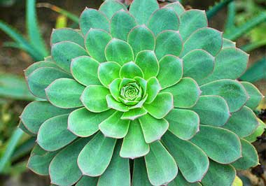 如何种植莲花掌，莲花掌的繁殖方法有哪些