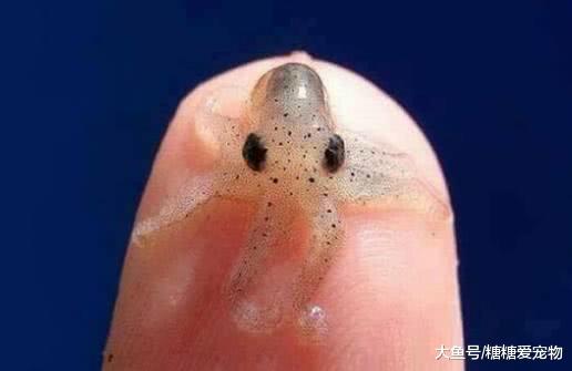 动物小时候的模样大盘点，最萌的是哪只？看到第5只心都化了