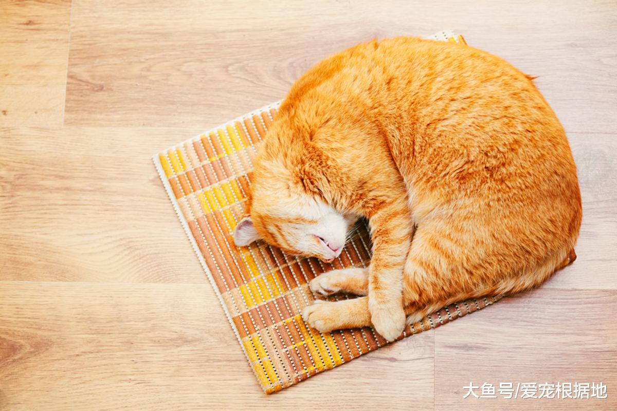 猫咪的五种睡姿，代表对主人不同的信任程度，你家猫咪是哪种呢？
