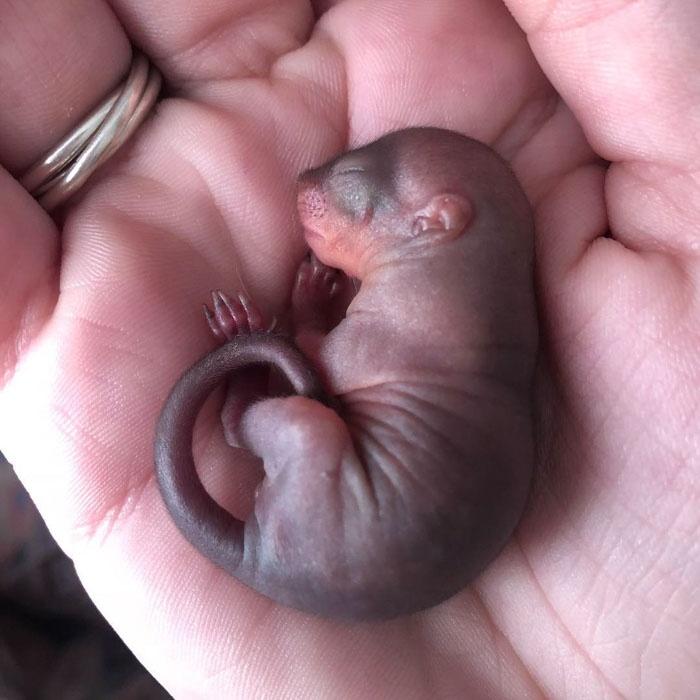 网友救一只野生的松鼠宝宝, 它习惯与人类共同生活, 不肯离开