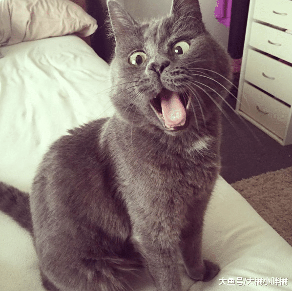 患病小猫时日无多，兽医建议将它安乐死，主人的坚持却创造了奇迹