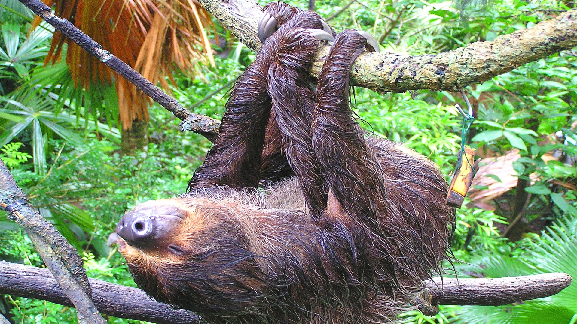 一种南美本土哺乳动物霍氏树懒，身上的毛发可以长到15厘米