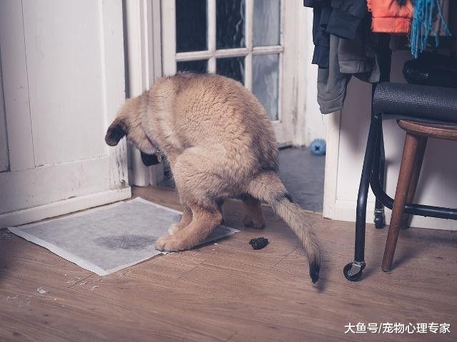 狗狗随地拉便便，主人训斥后，却把便便藏起来这是为什么呢？