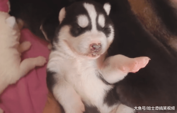 小二哈刚出生15天，就被主人抱出来玩，狗妈：自己生一个去