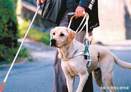 导盲犬是怎样被选拔的? 不但要性格温顺, 经得住诱惑更为重要