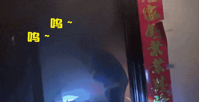 500年古树和狗先救谁? 消防员的选择是...