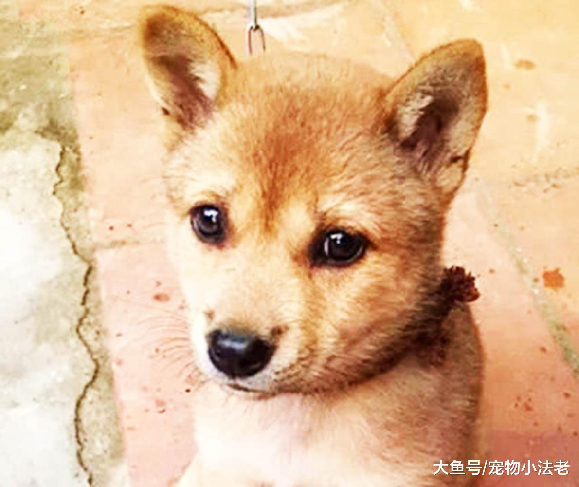 都说土狗很低贱，20元都没人买，但它在外国的身价，却让人傻眼！
