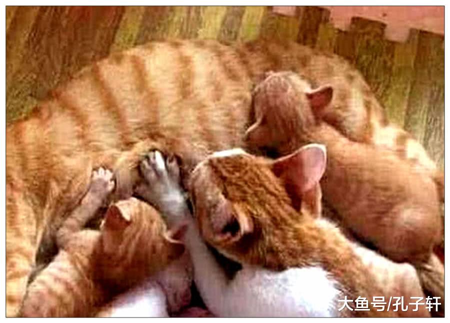 橘猫正在喂奶，突然感觉不对劲，抬头一看毛都炸起来了