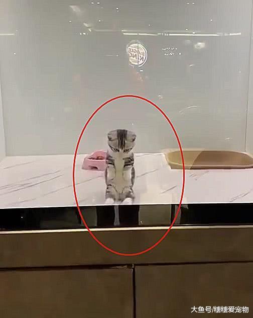 小猫乖坐在玻璃前，看见人就伸爪拜拜，喵：拜托了，带我回家吧！