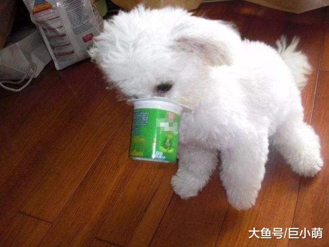 想狗狗喝得开心，主人放心，在给狗狗喝酸奶之前就要了解这些