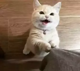 喵星人究竟有怎樣的魔力？盤點愛上貓的幾大理由...