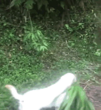 狗的社交能力有多强？看完它们的朋友，网友：在下服了！