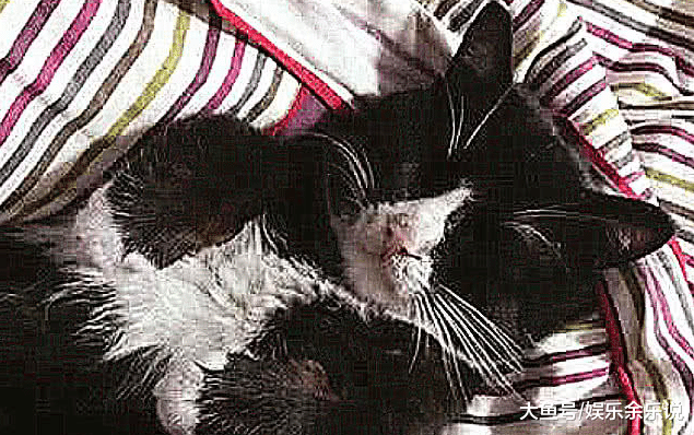 女子捡了一条流浪猫，收养几天后给它打疫苗，一针下去，后悔不已