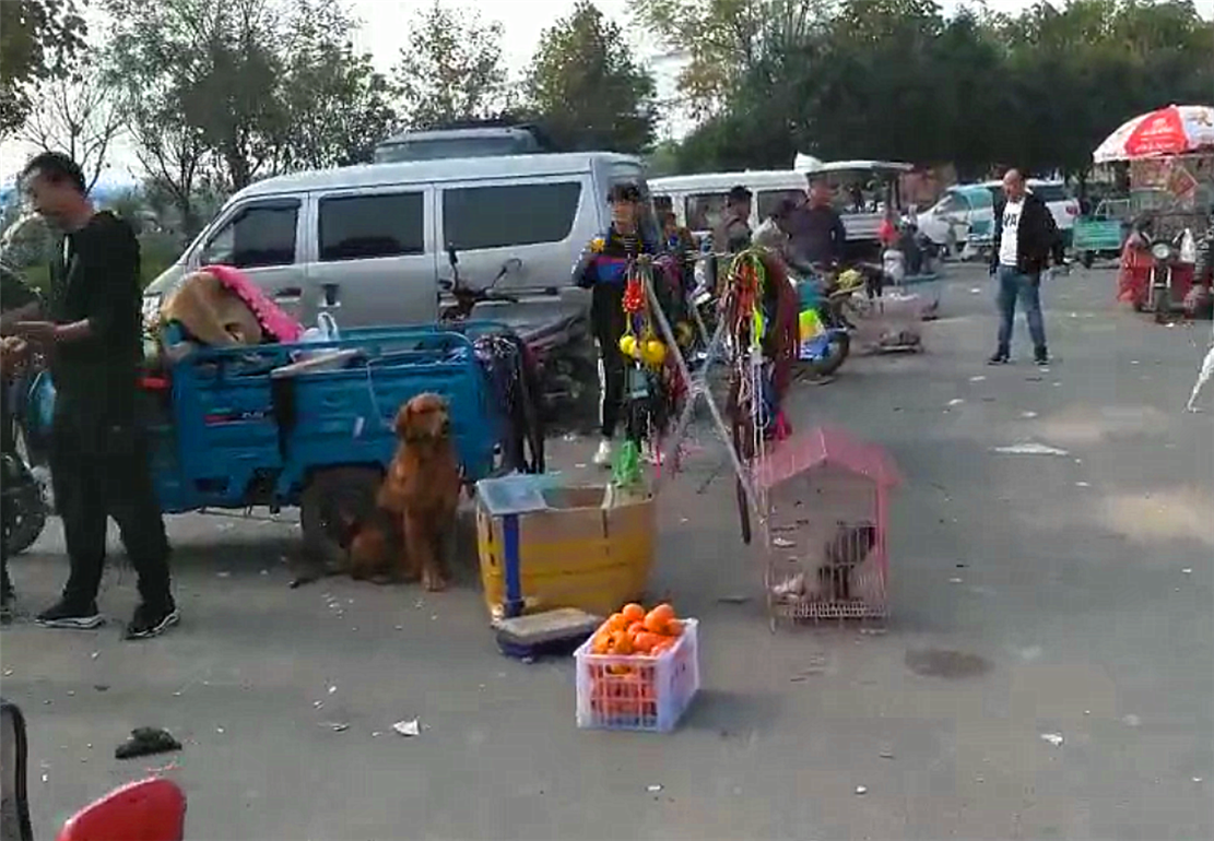 哈士奇拆家犯二，被主人牵到狗市上贩卖，狗：我做错了什么……