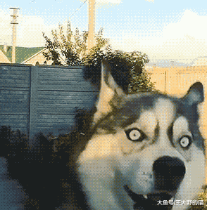 猫咪对人眨眼睛是“喜欢”的意思吗？如何判断猫咪眼睛传达的情绪呢？