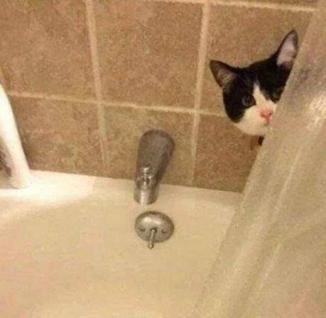 猫咪为什么喜欢偷看主人洗澡？很多铲屎官不知道背后原因