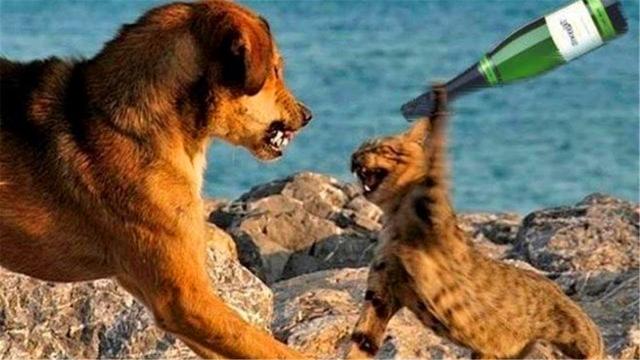 狗狗看到猫咪就想追？主人不想天天猫狗大战，只需掌握这3个方法