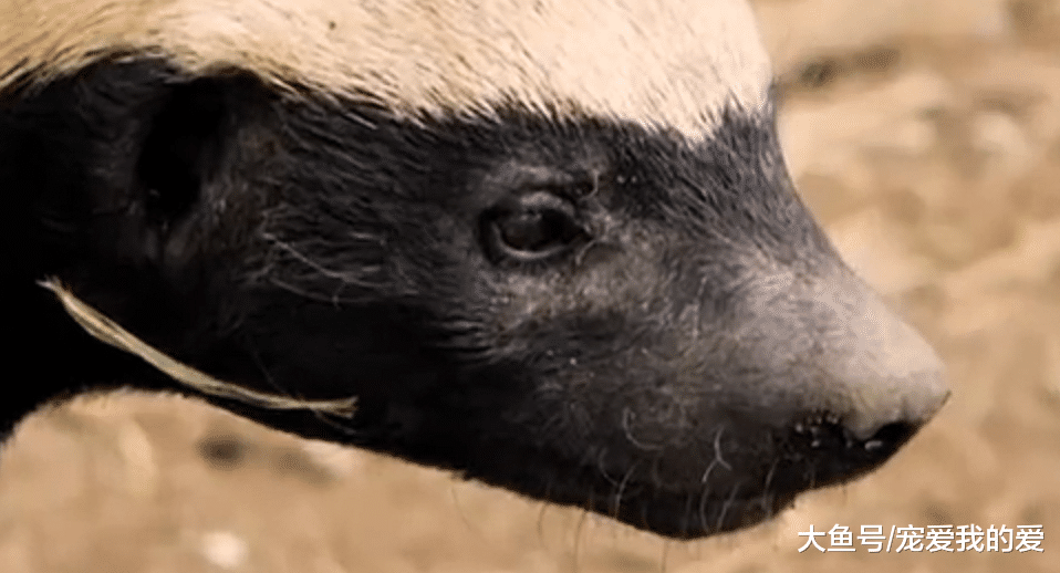 地表最强动物“平头哥”，马云也是它的迷弟！创造出吉尼斯世界纪录