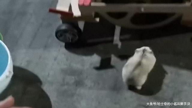 仓鼠牌发动机？朋友家的小仓鼠开着车走的，连夜开着车走的