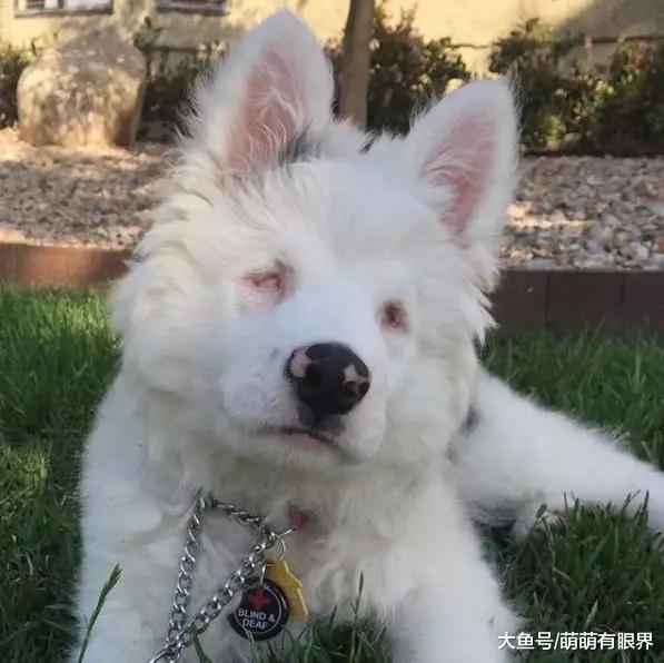 一只又聋又瞎的狗狗在黑暗中等死，为了让它重生，姑娘研发了一套手语