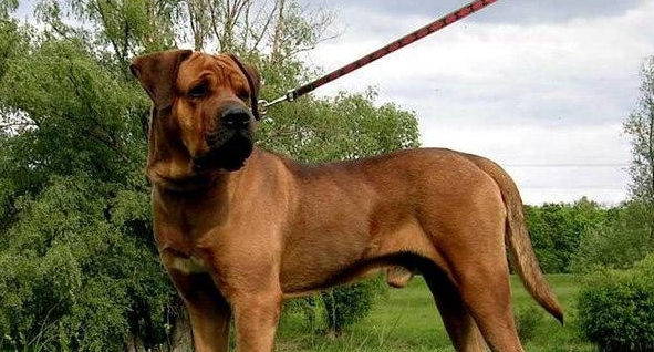 细数对主人“不忠心”的5大狗狗，快看看你家狗上榜没？