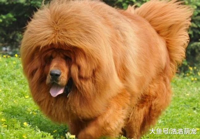 小偷最害怕的5种狗，害怕家里被偷就养它们，都是看家能手
