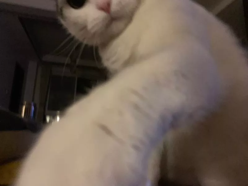 胖的没有脖子的猫咪你见过吗