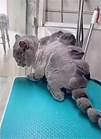 猫咪被“二货”主人带去做造型，没想到成哥斯拉，猫咪一脸气嘟嘟