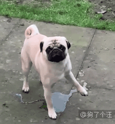 网友网购了一套衣服，结果发现她的狗子比她穿上还合适