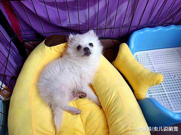 博美总是啃自己的脚，毛都给啃没了，它还在乐此不疲