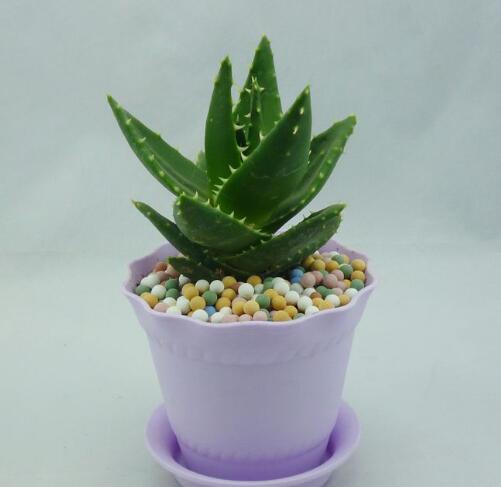 甲醛挥发时间久，想快点除掉它？靠这几个“大克星”就行了！