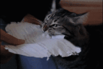 其实，猫的本质是打孔机吧！