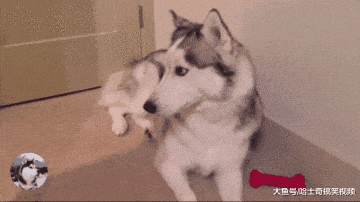 二哈咬坏沙发后, 还敢来“邀功”, 宠主: 这狗还能要吗?