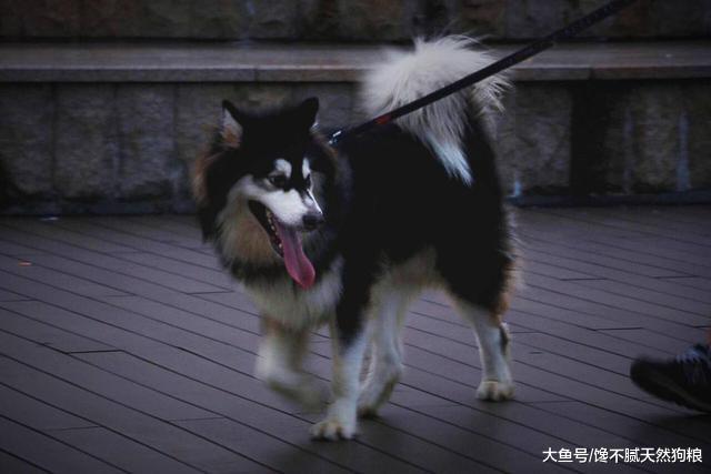 阿拉斯加犬有这5种情况，说明身体有“寄生虫”