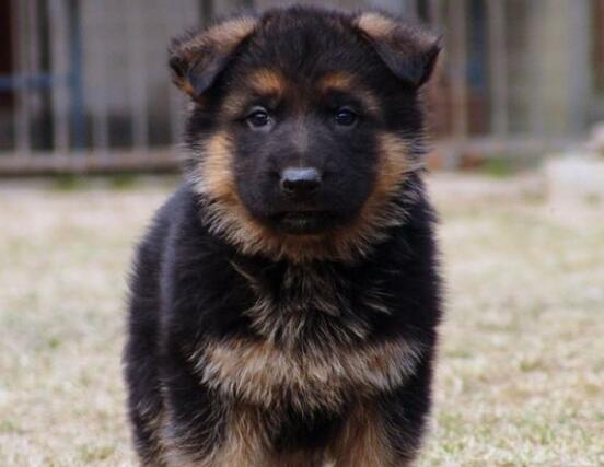 面對德國牧羊犬的破壞性行為及時糾正最重要