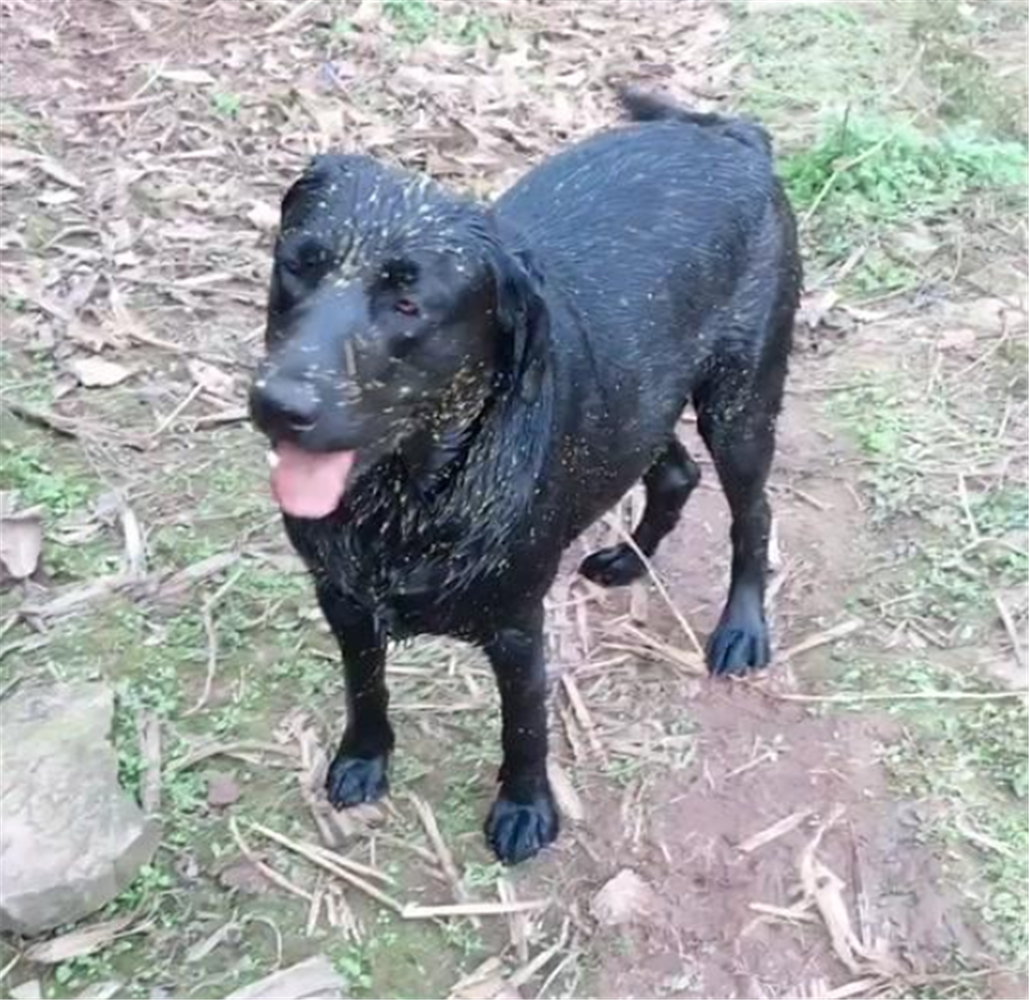 大黑狗貪玩掙脫脖套，主人把狗拖回家，狗子的舉動讓人哭笑不得…