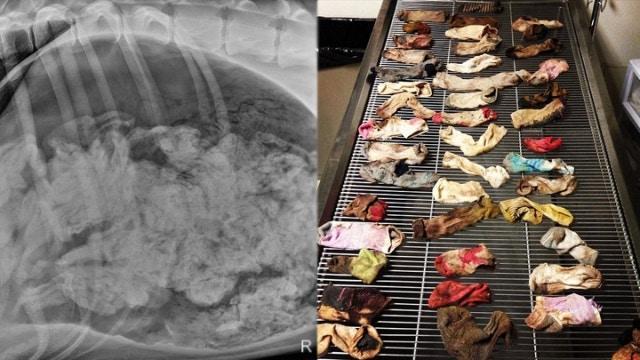 宠物作死大赛, 它们到底吃过什么东西, 医生用X光告诉你