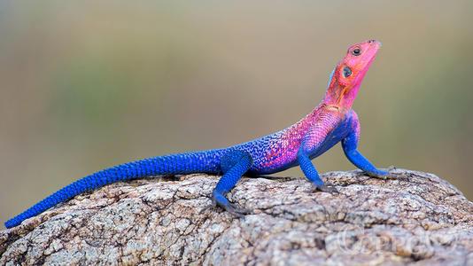 世界上，漂亮的5种蜥蜴，你最喜欢哪种呢？