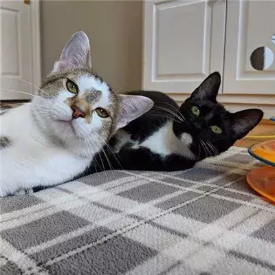 这只猫简直就是喵界宠妻狂魔，不仅吃饭让老婆先吃，就连老婆