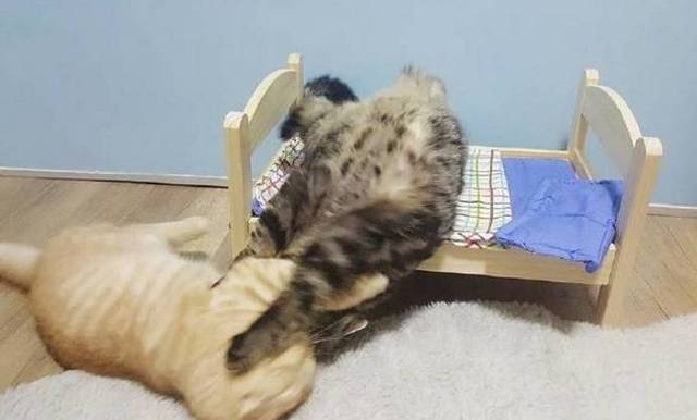 橘猫打不过狸花猫，于是它就装可怜，结局网友笑翻了