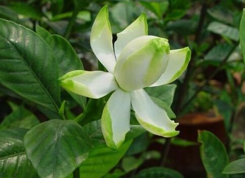 这些剪掉的枝条扔掉吗？当然不是，这些枝条可以用来扦插