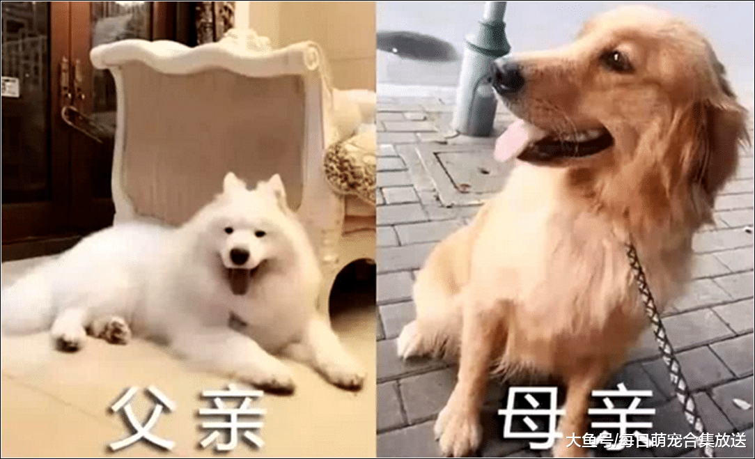 金毛和萨摩相爱生下狗崽，送给朋友养了一年，再见到时不淡定了