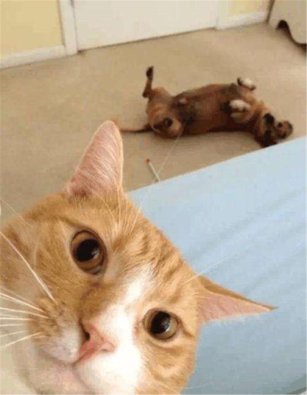 为什么狗在打架的时候有一方露出肚皮，双方就不打了？