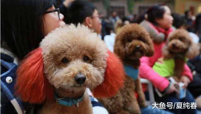 泰迪到底有多聪明？网友：这是我的亲身经历，简直就是小人精！