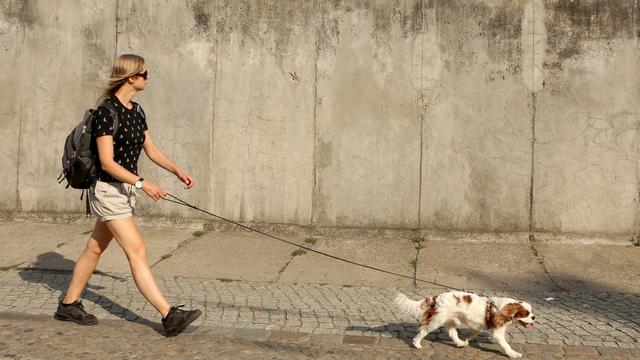 老年犬身体不好也要运动，为了狗狗健康，带你了解5种适合的运动