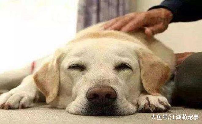 狗狗喜欢对主人做这几件事，说明狗狗很爱你