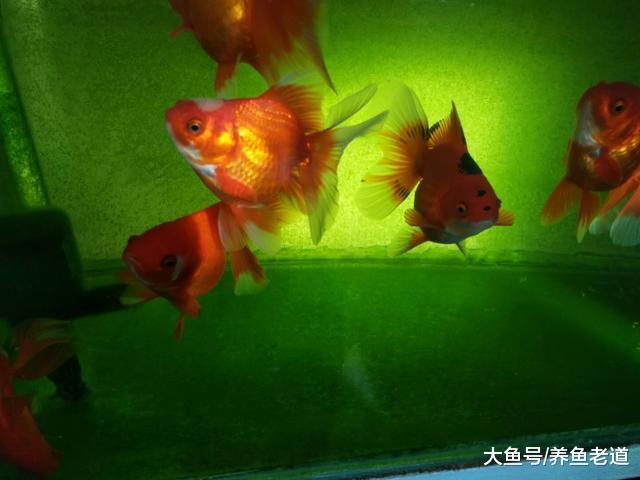 飼養觀賞魚，這些情況下魚缸里就不要放鹽了！