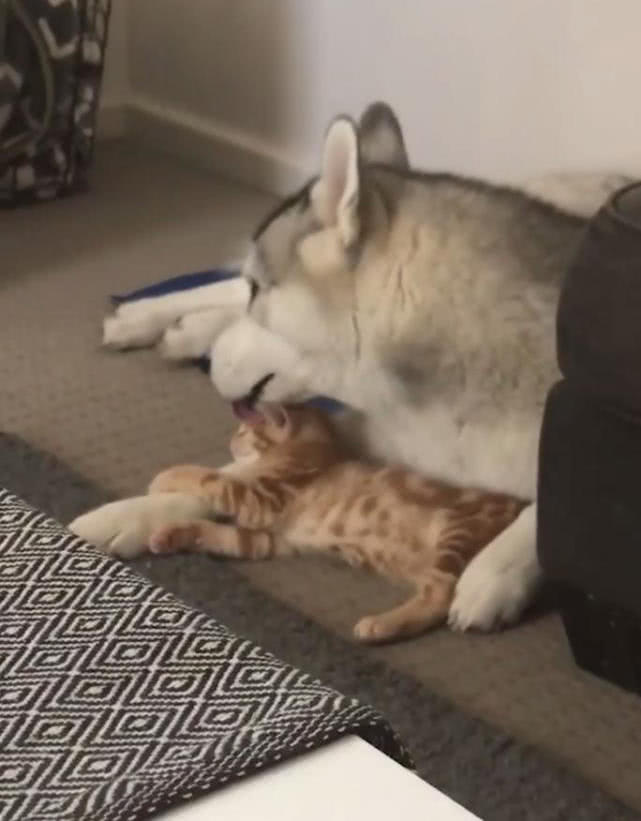哈士奇跟猫第一次相见，二哈抱着猫躺在地上舔毛，网友：假哈士奇