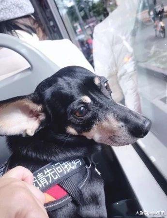 “狗狗也能坐公交车? ”网友初到台湾的这个发现让人大跌眼镜……